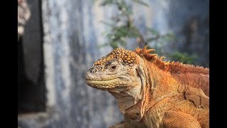 Details A Scientific Blow to Darwinism Irreducible Complexity Update