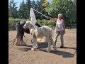 Desensitizing 2 month old filly