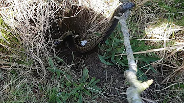 Do adders and grass snakes hiss?