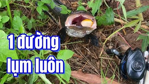 Câu cá lóc | con mồi này nhanh ăn quá | rong chơi miền tây #fishing #lurecaloc #sonrau