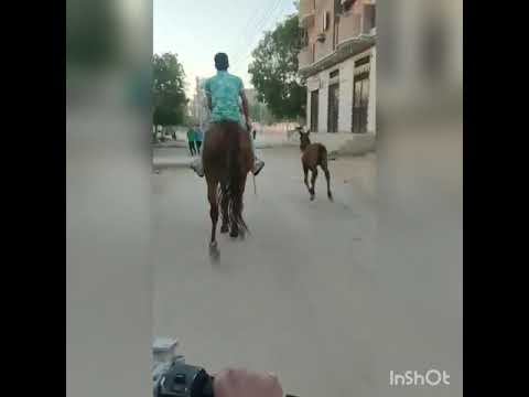 الفارس رشوان 