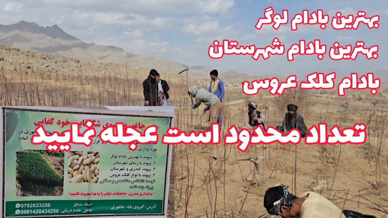 بهترین بادام های لوگر و شهرستان  حالا در جاغوری 