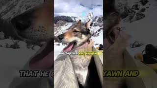 His dog engages in hide and seek with him