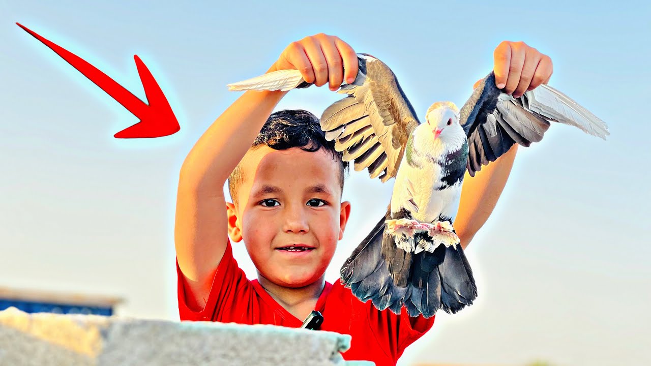 صارت عركه علمود الطيور 🤣🤣