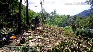 Tebang bersih pokok getah tua 1ekar
