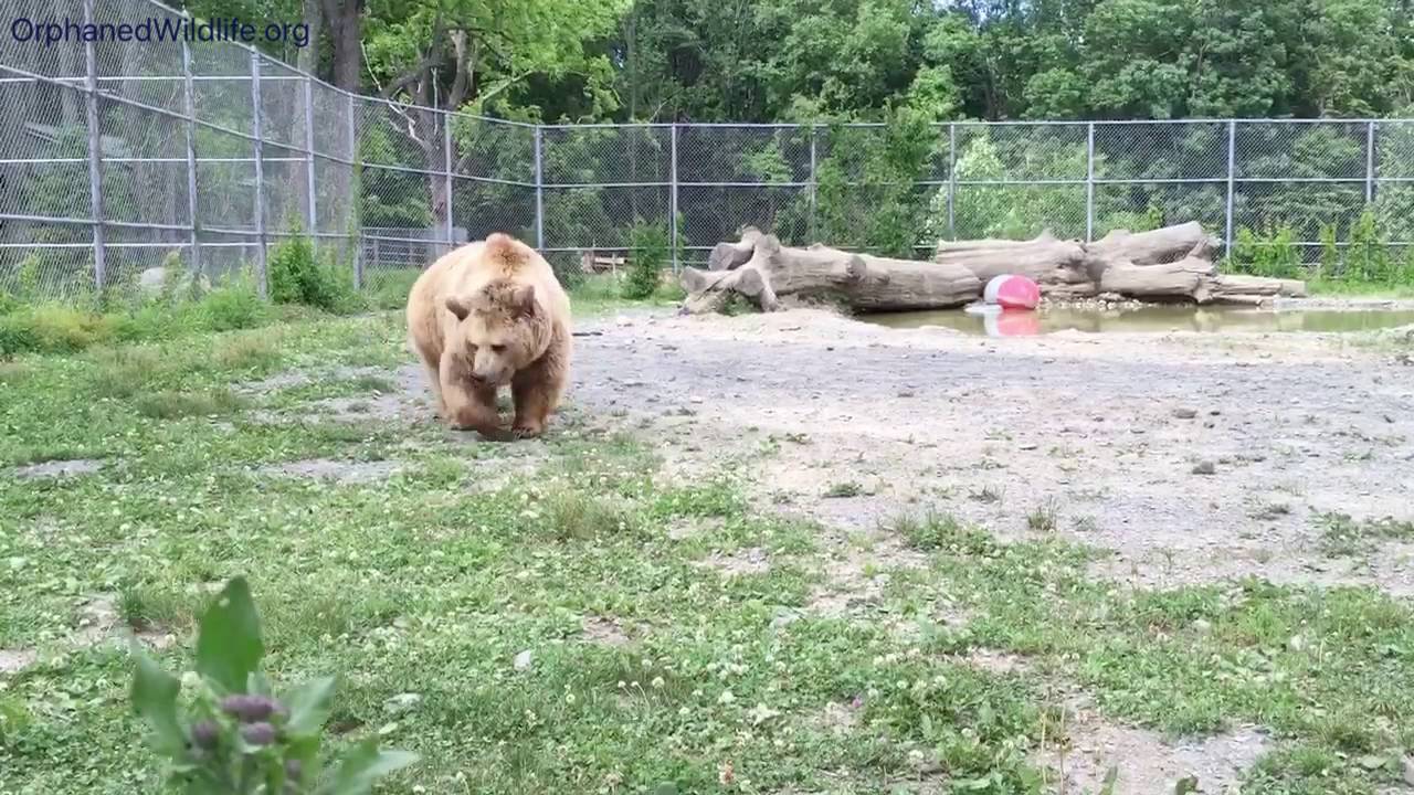 profit and loss statement The three little bears