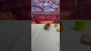 Intelligent Little Bird 🦜💚 Smart Parrots Training #Training #Smartparrot 2