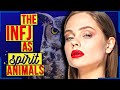 7 suitable infj spirit animals
