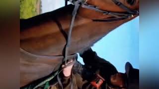 The Real Slim Shady Not Clean Equestrian Music Video