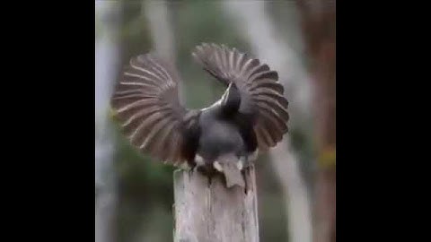 #selamatdatang #burung  #video  #viralvideo   #like   #short