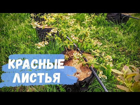 Проект 'Голубика'. Красные