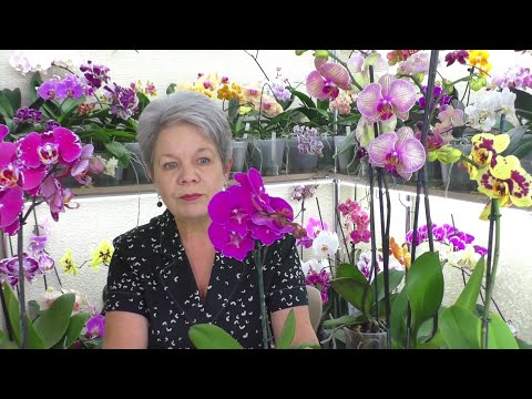 Орхидеи Новинки - Покупки, из последних обзоров к 8 Марта, в Леруа Мерлен.