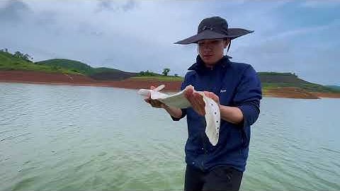 Thả lưới dính  ngay đàn cá thác lác  #danhca #luoica  #batca #lưới_cá_quảng_ninh #luoicaquangninh