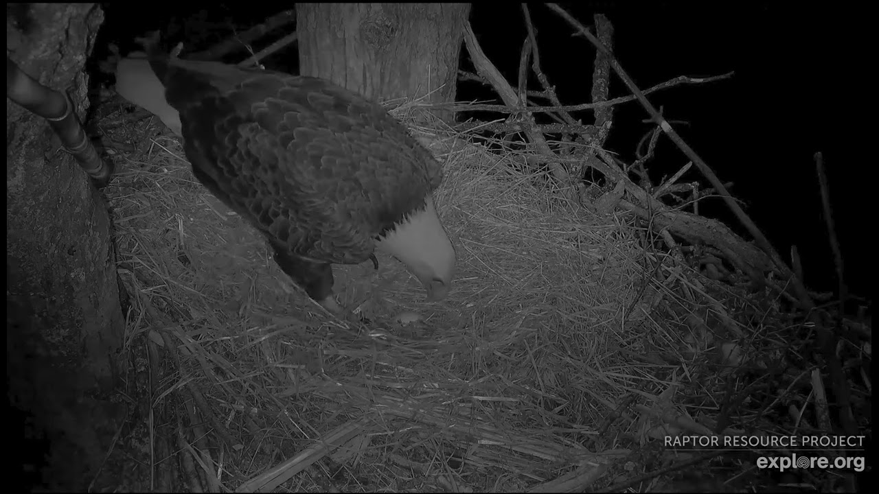 Decorah North Eagles 3-9-26, 7:34 pm UM to nest, rolls the egg, flies out, DNF returns