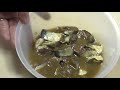 自家製サバの塩辛 salted mackerel