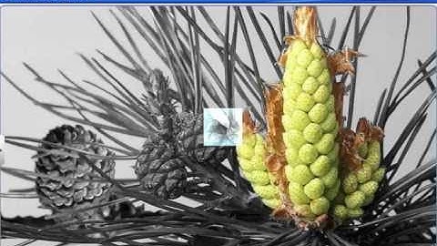 CBSE Class 11 Biology || Gymnosperms || By Shiksha House