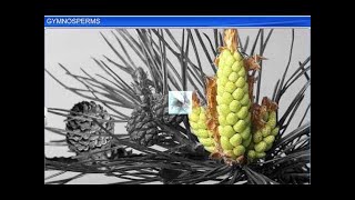 CBSE Class 11 Biology || Gymnosperms || By Shiksha House