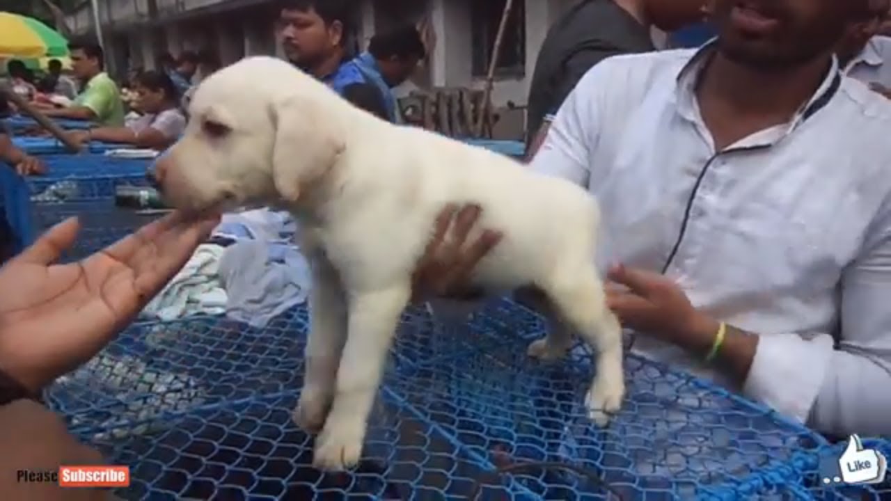 Show Quality Golden Retriever Puppies For Sale Galiff Street Youtube