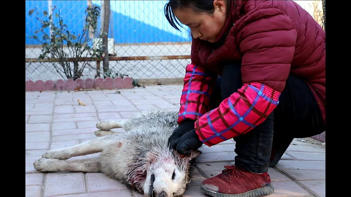 這就是養烈性犬的悲慘下場，好好的一隻哈士奇就這麼沒了!\The consequence of raising an aggressive dog!My good Husky boy is gone! - 天天要聞