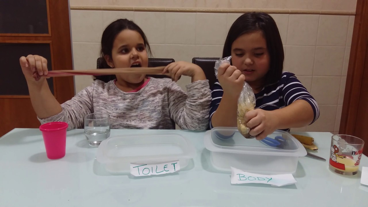 Digestive System Experiment Youtube
