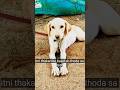 Chota Explorer Ki Khoj! 🐾 Kya Mila Simba Ko? | The Puppy Diaries #labrador #shorts #funny