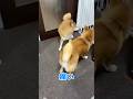 武道を習得したぼぶ　#柴犬ロック #柴犬ボブ