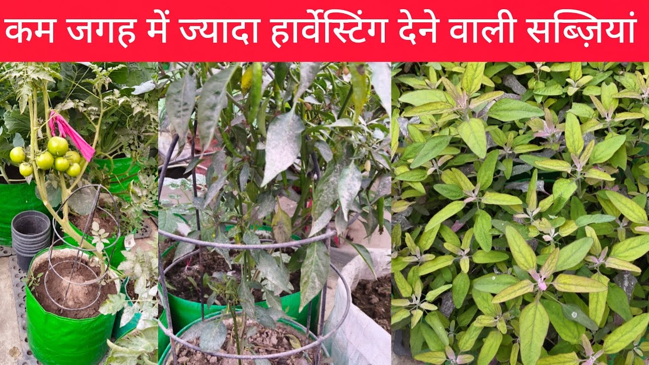 कम जगह में ज्यादा हार्वेस्टिंग देने वाली सब्ज़ियां/