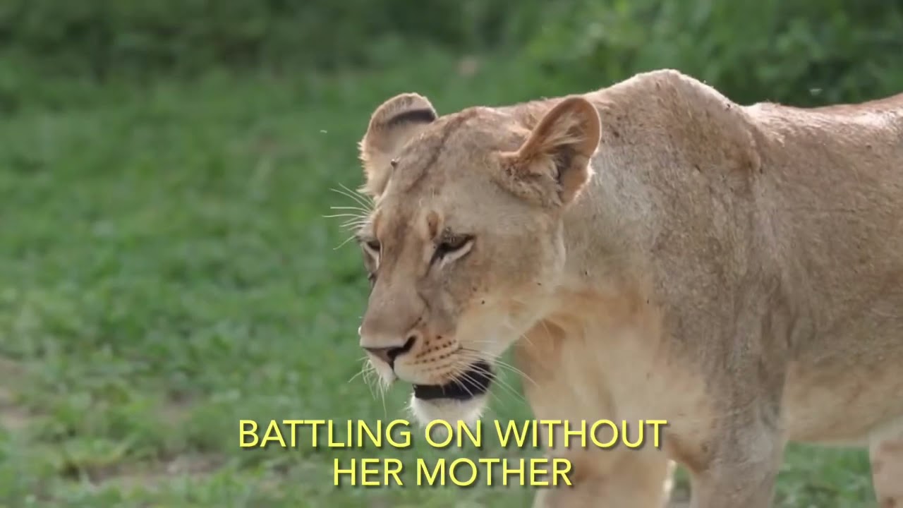 R.I.P Tsalala Marthly Lioness Her Legacy Lives On