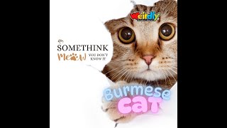 Burmese Cats: Fun fact and secret you never know