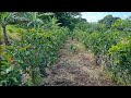 How a Vanilla Plantation looks like in Tonga 🇹🇴. (Vanilla progress)