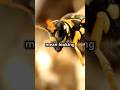 Can You Tell the Difference? WASP vs BEE - Most People Get This Wrong!