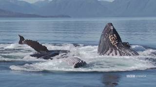 Incredible Humpback Whale Bubble Net Hunt | Nature's Great Events | BBC America