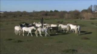guest star lorenzo jbk horse show 2016