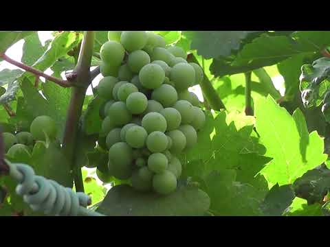 Datça VineYard Bağ