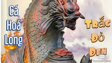 Cầu cá hóa long gỗ trắc đỏ đen phôi to cực kì giá trị TƯỢNG GỖ NGUYỄN HỒNG 0966336318