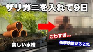 【実験】水草がきれいな水槽にザリガニを入れた結果