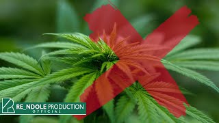 Stay Halal, Jauhi Narkoba | ILM Animasi 2D