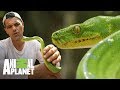 Pitón verde tiene receptores infrarrojos | Wild Frank: En busca del dragón | Animal Planet