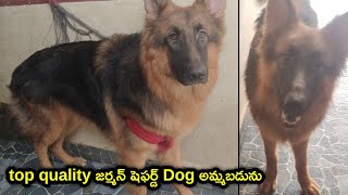 top quality German shepherd dog for sale in telugu/ 9494495092 /aj pets