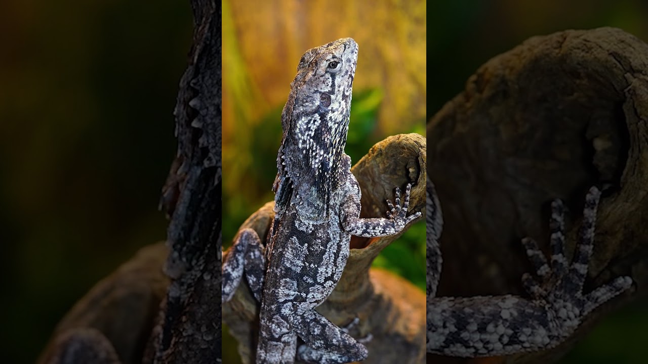Ящерицы Тегу. Интересные факты 