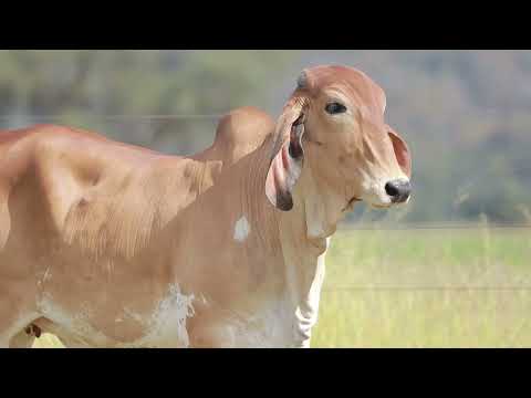 LOTE 19   ALCA FIV   CAL 15099