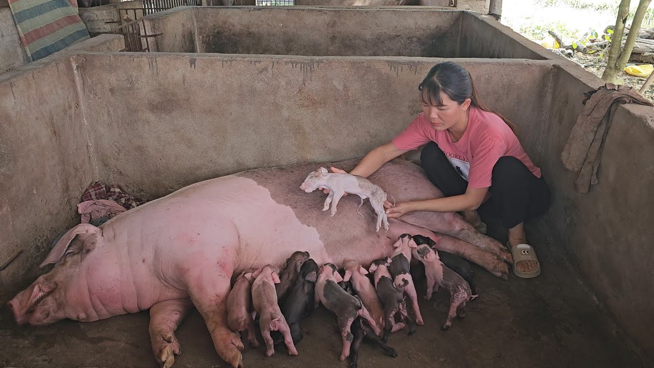 Watch impressive video of sow giving birth  ( Ep 376 )