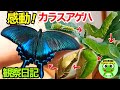 カラスアゲハの飼育観察記録。幼虫から蝶になるまでの変化。幼虫が葉っぱを食べる咀嚼音(ASMR)もあるよ【おたま日記】