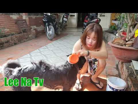 Morning routine  bathe your cute dog    Lee Na Tv   YouTube