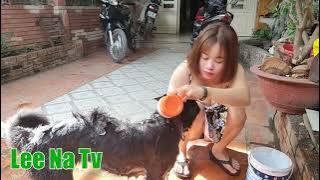 Morning routine  bathe your cute dog    Lee Na Tv   YouTube