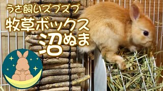 牧草ボックス沼（ぬま）　うさ飼いズブズブ　[28]