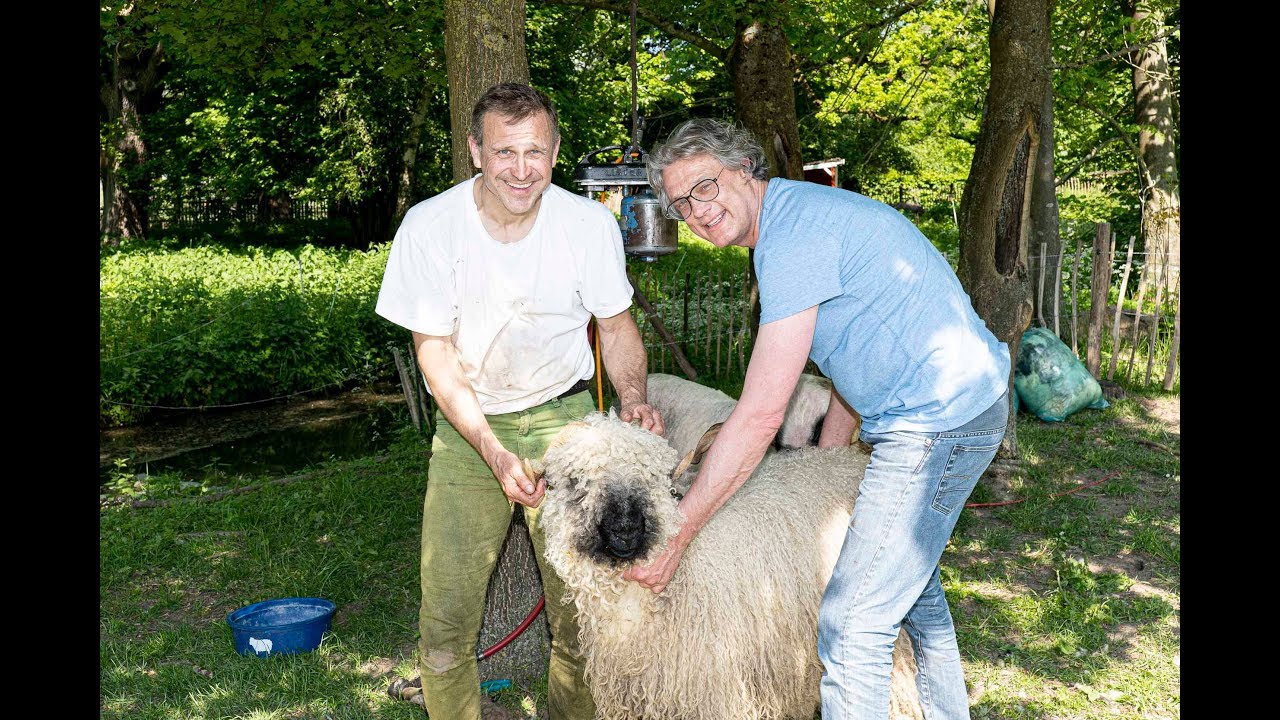Neulich an der Fischtreppe: Schafschur in Diestedde