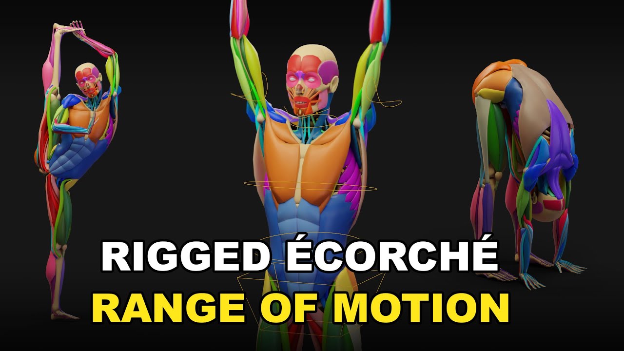 Ecorche Rig - Range Of Motion - YouTube