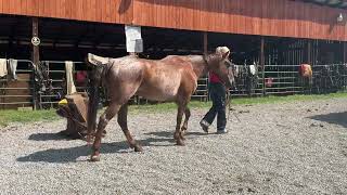 Sold 109- roan QH gelding 14yr old 15h $1150+40 coggins Deadline 7/3/26