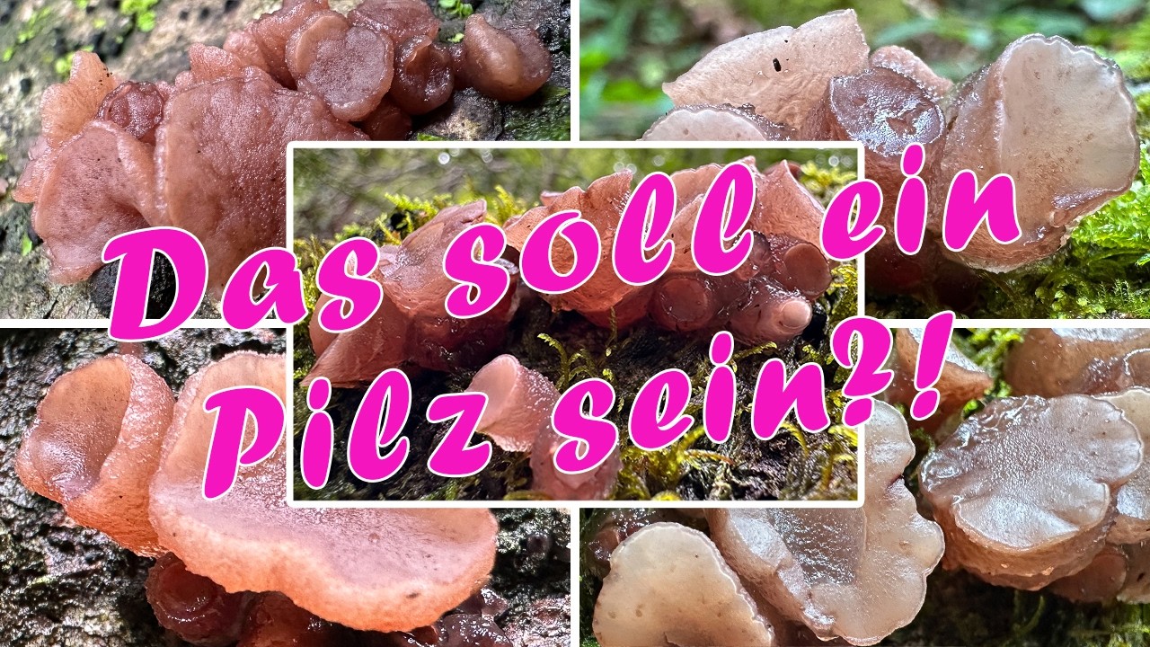 Buchenkreisling essbar? Verwechslung & Portrait | Buchen-Gallertkreisling, Neobulgaria pura